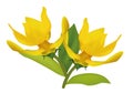 Ylang-ylang flower